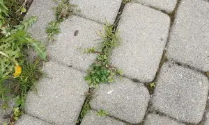 Chwasty w kostce? Pozbądź się ich trwale! Poradnik eksperta