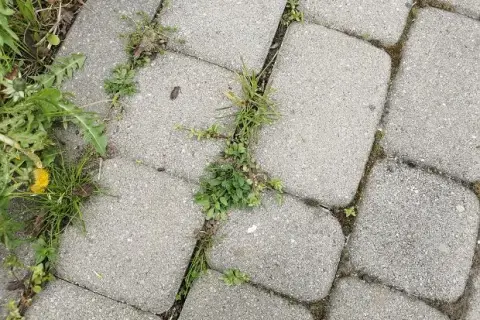 Chwasty w kostce? Pozbądź się ich trwale! Poradnik eksperta