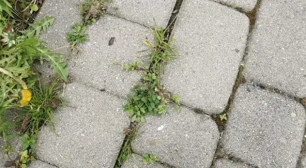 Chwasty w kostce? Pozbądź się ich trwale! Poradnik eksperta