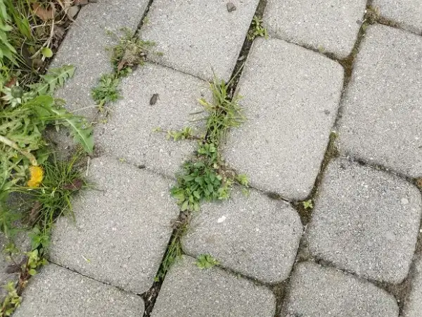 Chwasty w kostce? Pozbądź się ich trwale! Poradnik eksperta
